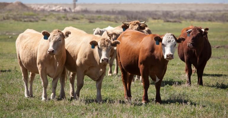 https://vertexpages.com/wp-content/uploads/2019/01/cows-animals-cattle-ranch-770x400.jpg