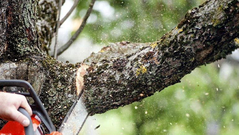 https://vertexpages.com/wp-content/uploads/2019/11/tree-removal--770x435.jpg