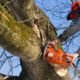 https://vertexpages.com/wp-content/uploads/2020/07/Tree-Removal-80x80.jpeg