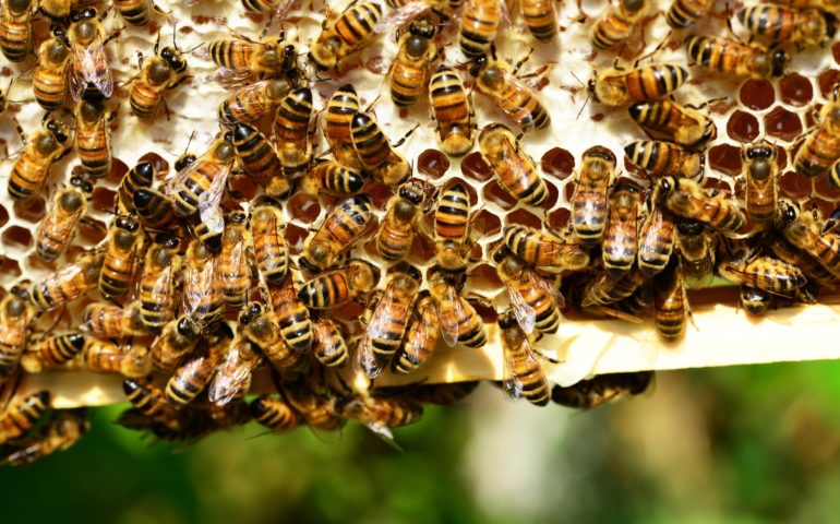 https://vertexpages.com/wp-content/uploads/2020/08/bees-770x480.jpg