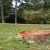 https://vertexpages.com/wp-content/uploads/2021/01/Baton-Rouge-Tree-Removal-Stump-Grinding-1-1024x768-1-100x100.jpg